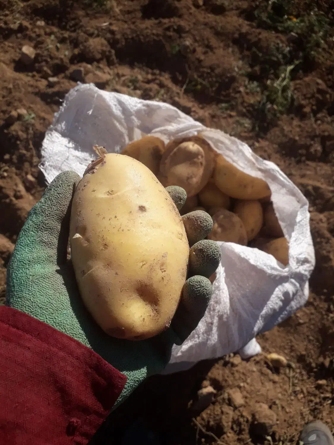 سیب زمینی|عمدهفروشی|سجاس رود, |دیوار