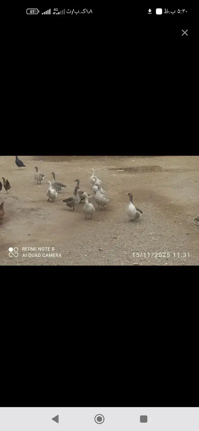 قاز دوساله چاق ووله|حیوانات مزرعه|مشگین شهر, |دیوار