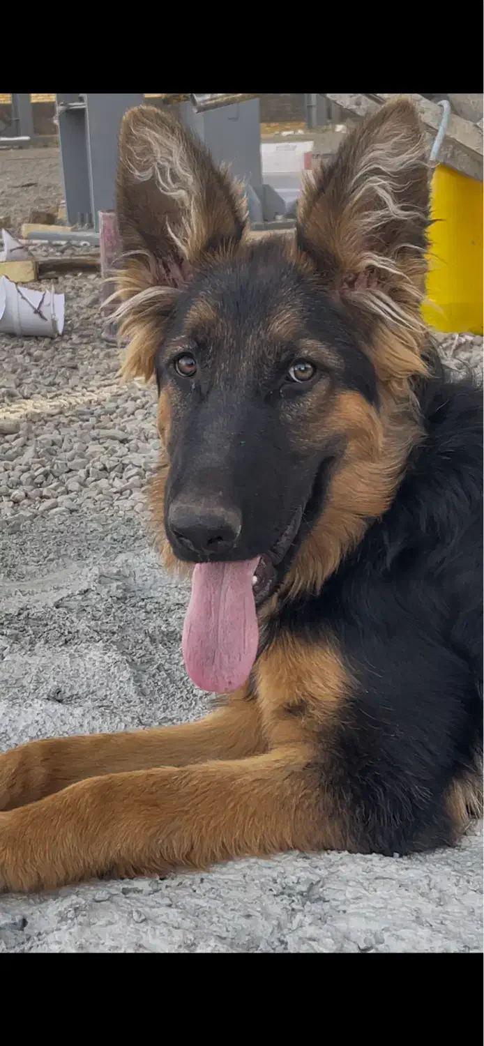 توله سگ ژرمن شپرد|سگ|هشتگرد, شهرک صنعتی هشتگرد|دیوار