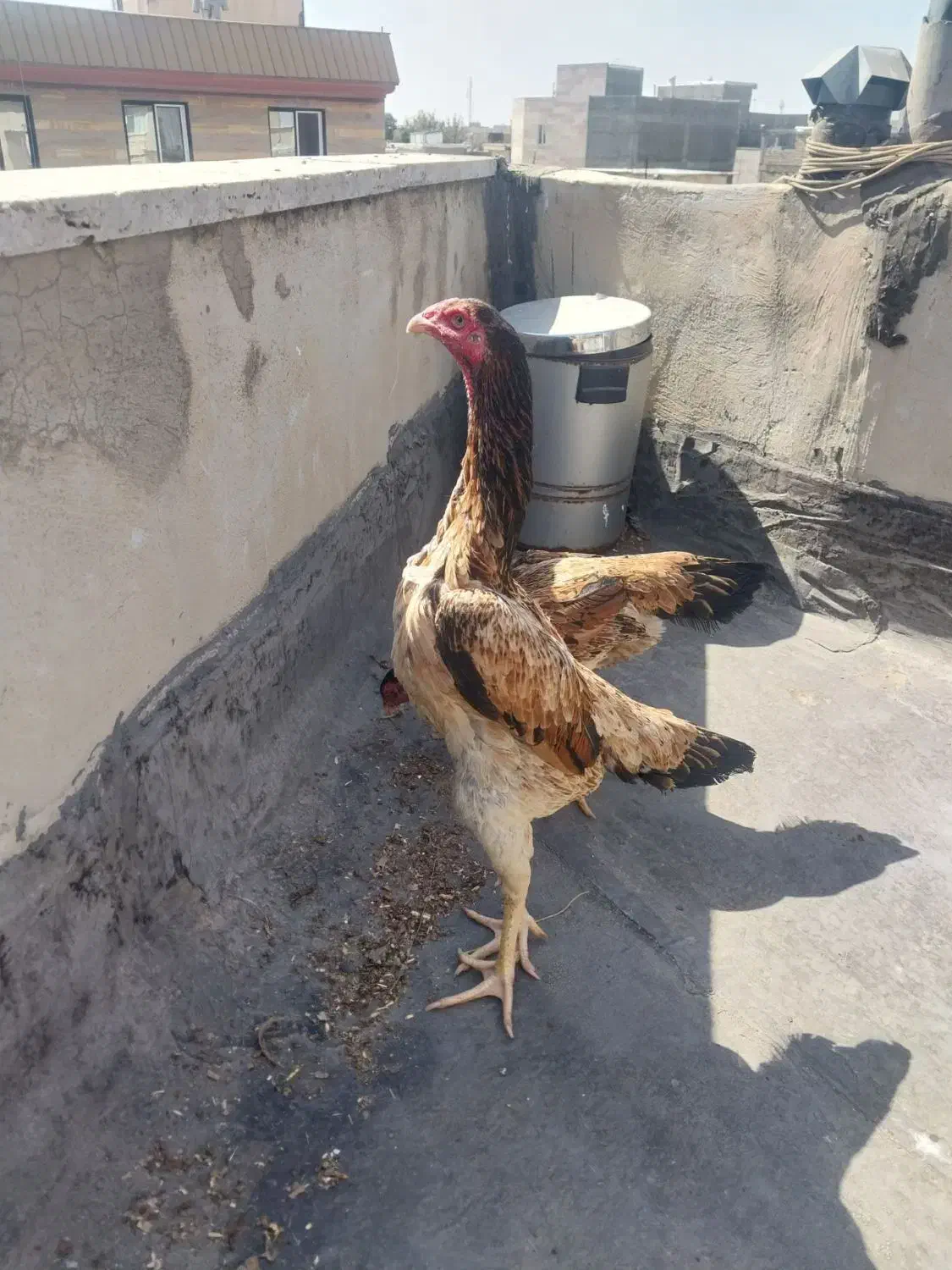 لاری اوشامو|حیوانات مزرعه|قزوین, |دیوار