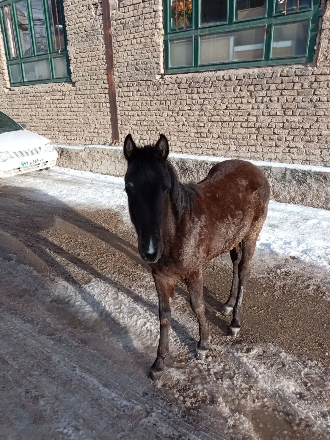 کره اسب نر زیبا|اسب و تجهیزات اسب‌سواری|نیشابور, بار|دیوار