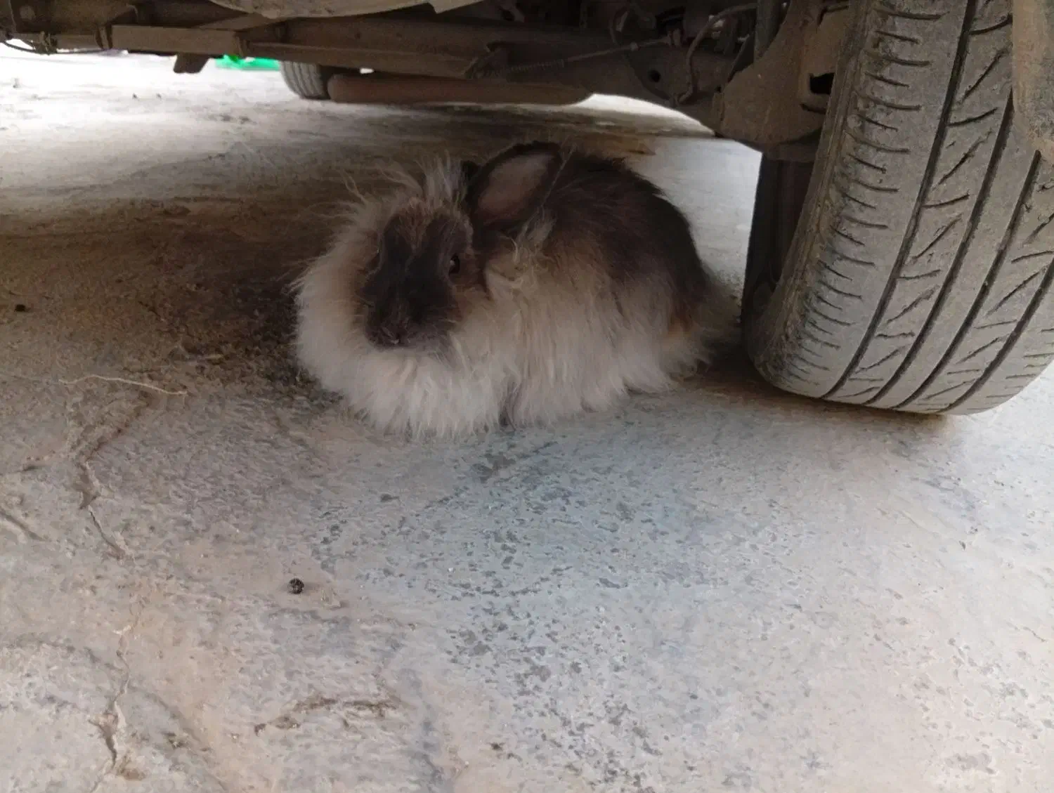 خرگوش لوپ|موش و خرگوش|خرم‌آباد, |دیوار