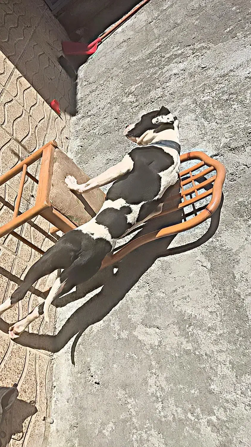 پیتبول|سگ|شهرکرد, |دیوار