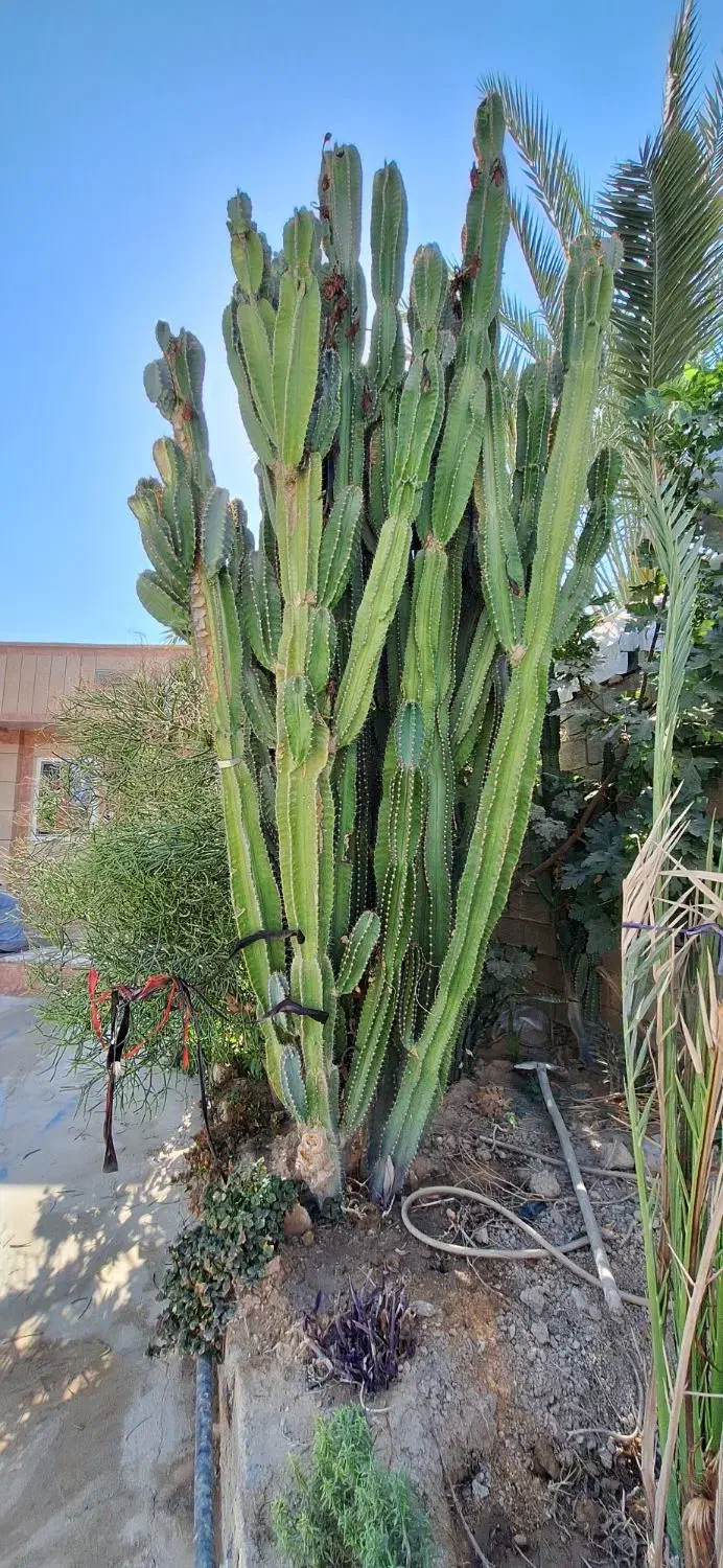 دوعدد کاک توس به فروش میرسد قیمت توافقی|گل و گیاه طبیعی|وحدتیه, |دیوار