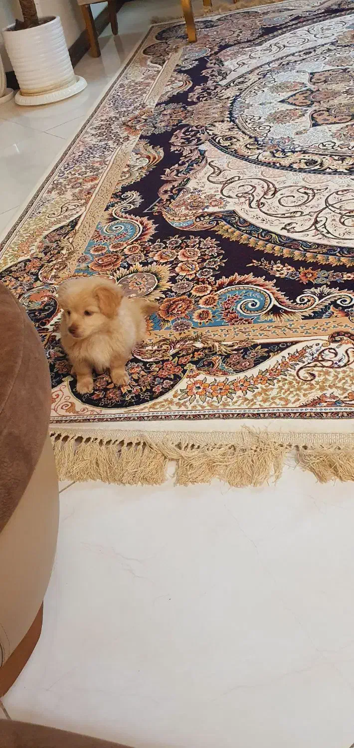 مالتبپو|سگ|قم, بکایی|دیوار