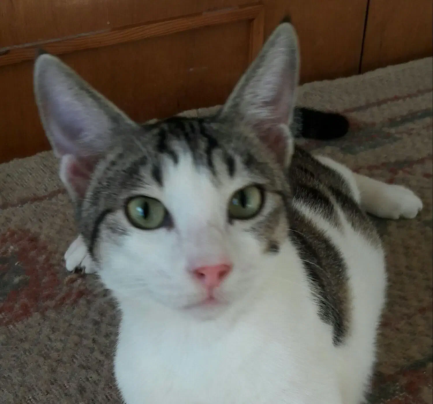 واگذاری هشت ماهه میلو|گربه|نوشهر, |دیوار