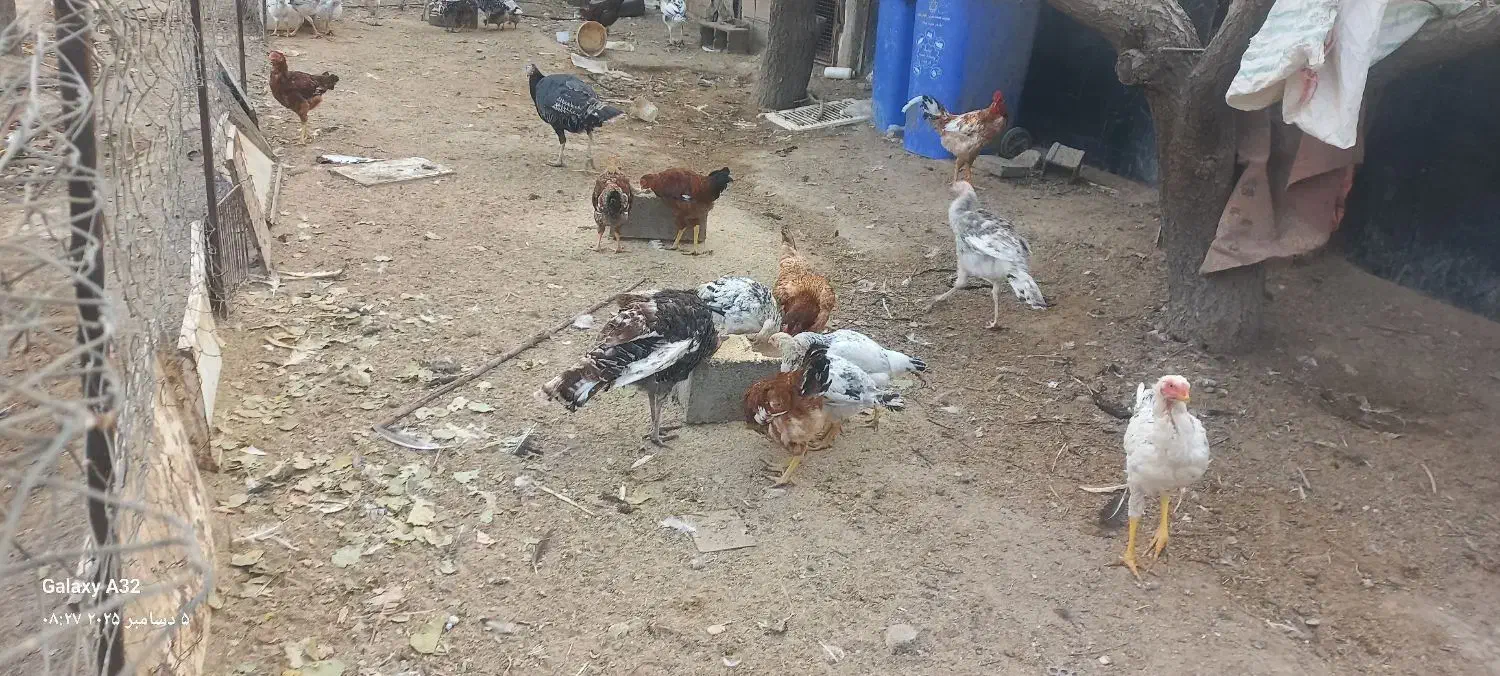 خروس رسمی درجه یک|حیوانات مزرعه|تهران, شهرک طالقانی|دیوار