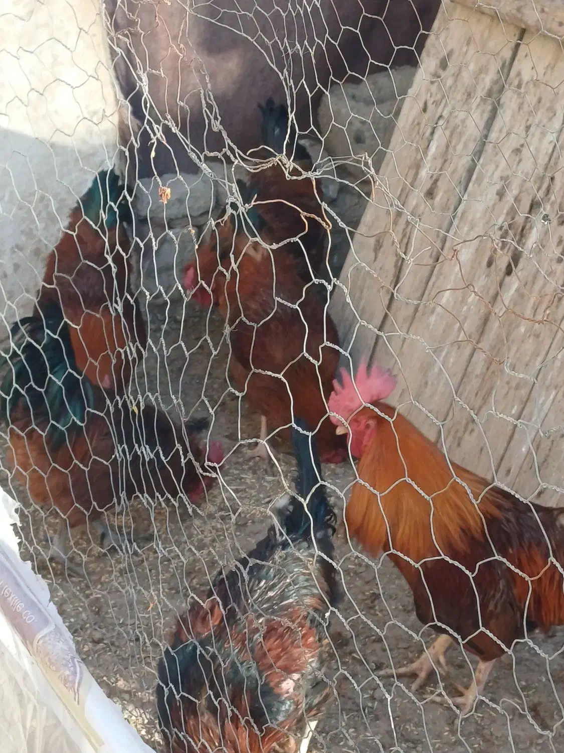 ۶عدد خروس محلی|حیوانات مزرعه|باروق, |دیوار