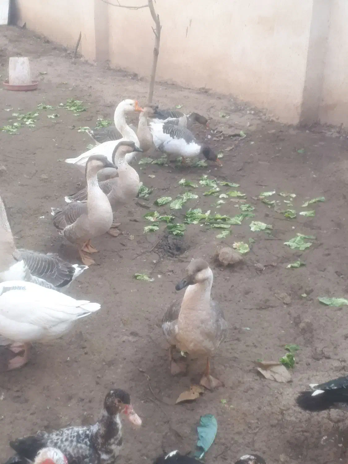 مرغ و خروس اردک و غاز|حیوانات مزرعه|هشتگرد, فاز ۱ مهستان|دیوار