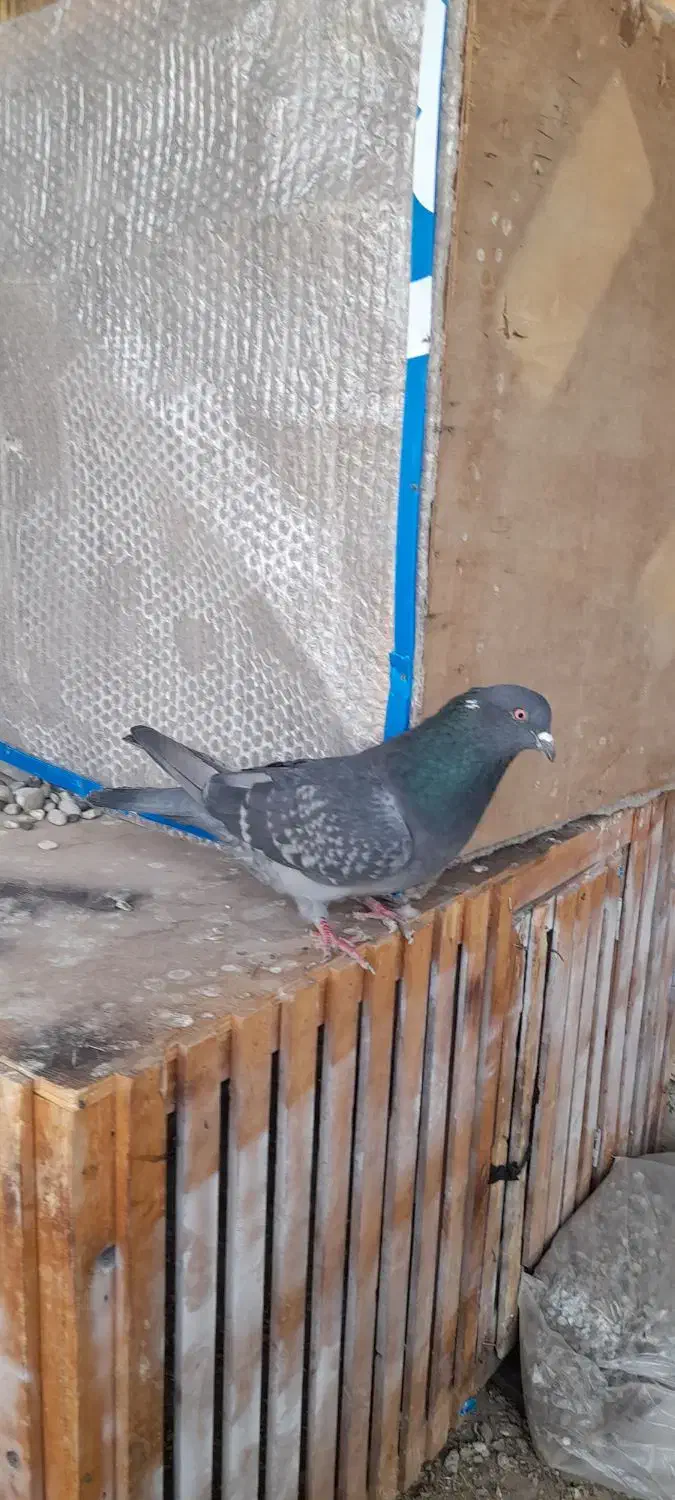 کفتر|پرنده|خمینی‌شهر, |دیوار