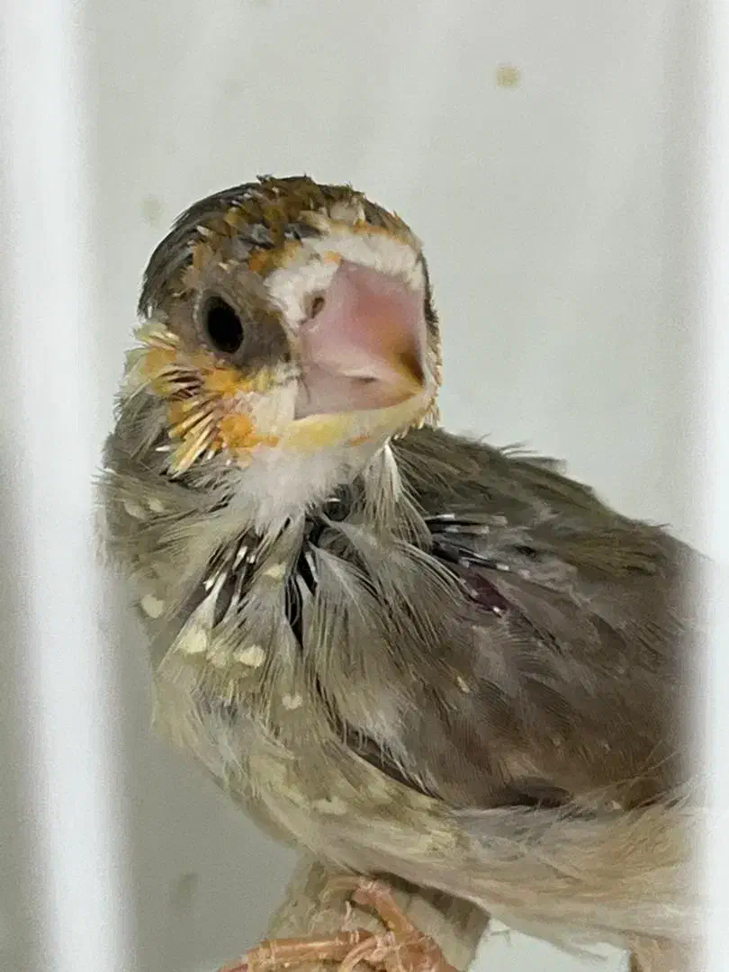 جوجه فنچهای خاص|پرنده|تهران, امامت|دیوار