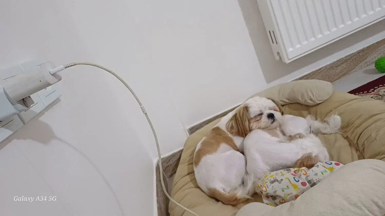 واگذاری شیتزو نر|سگ|رحیمآباد, |دیوار