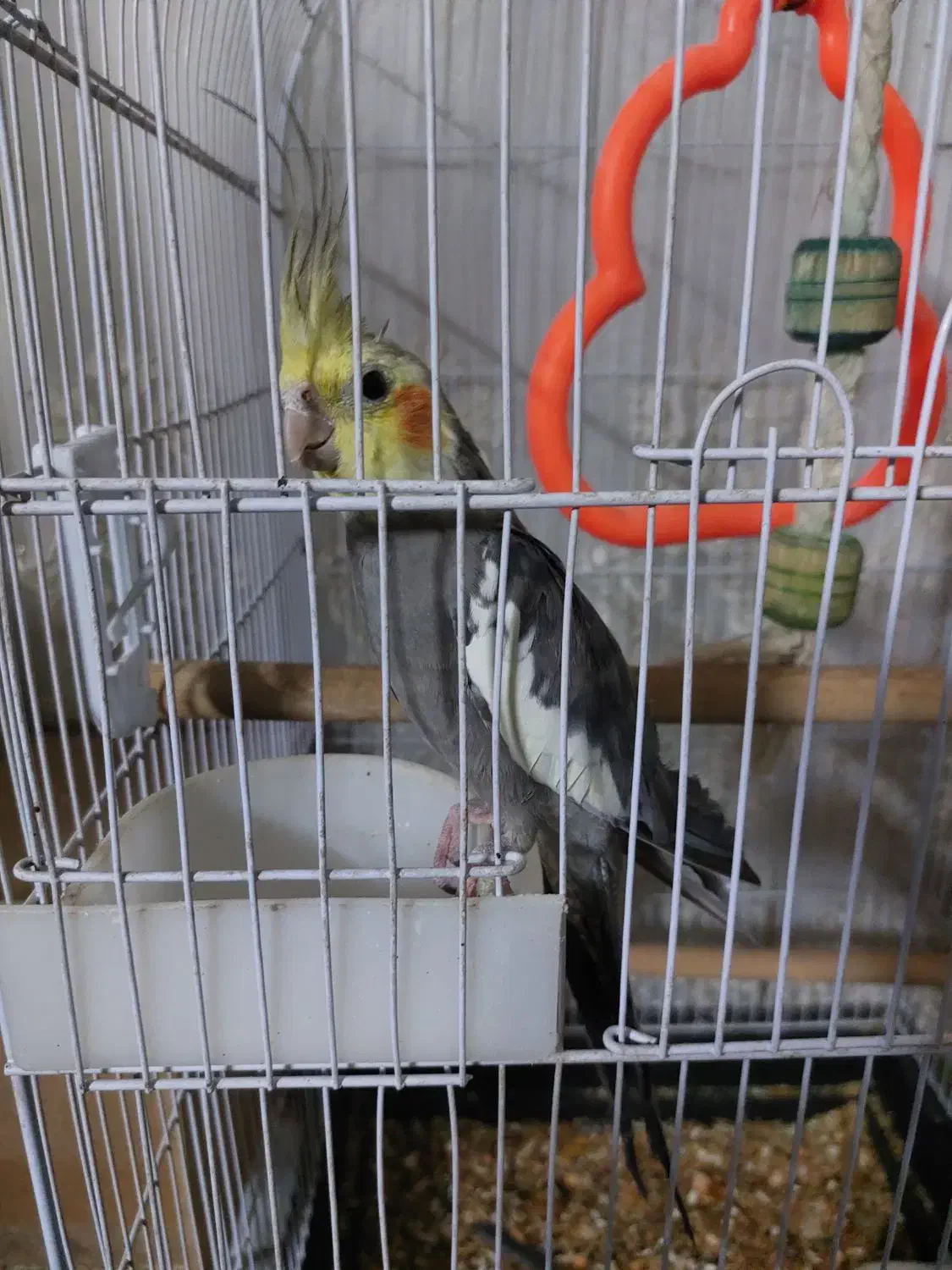 جفت عروس با۴ تخم معاوضه با ماهی اکواریومی گوشتخوار|پرنده|اصفهان, مسجد مصلی|دیوار