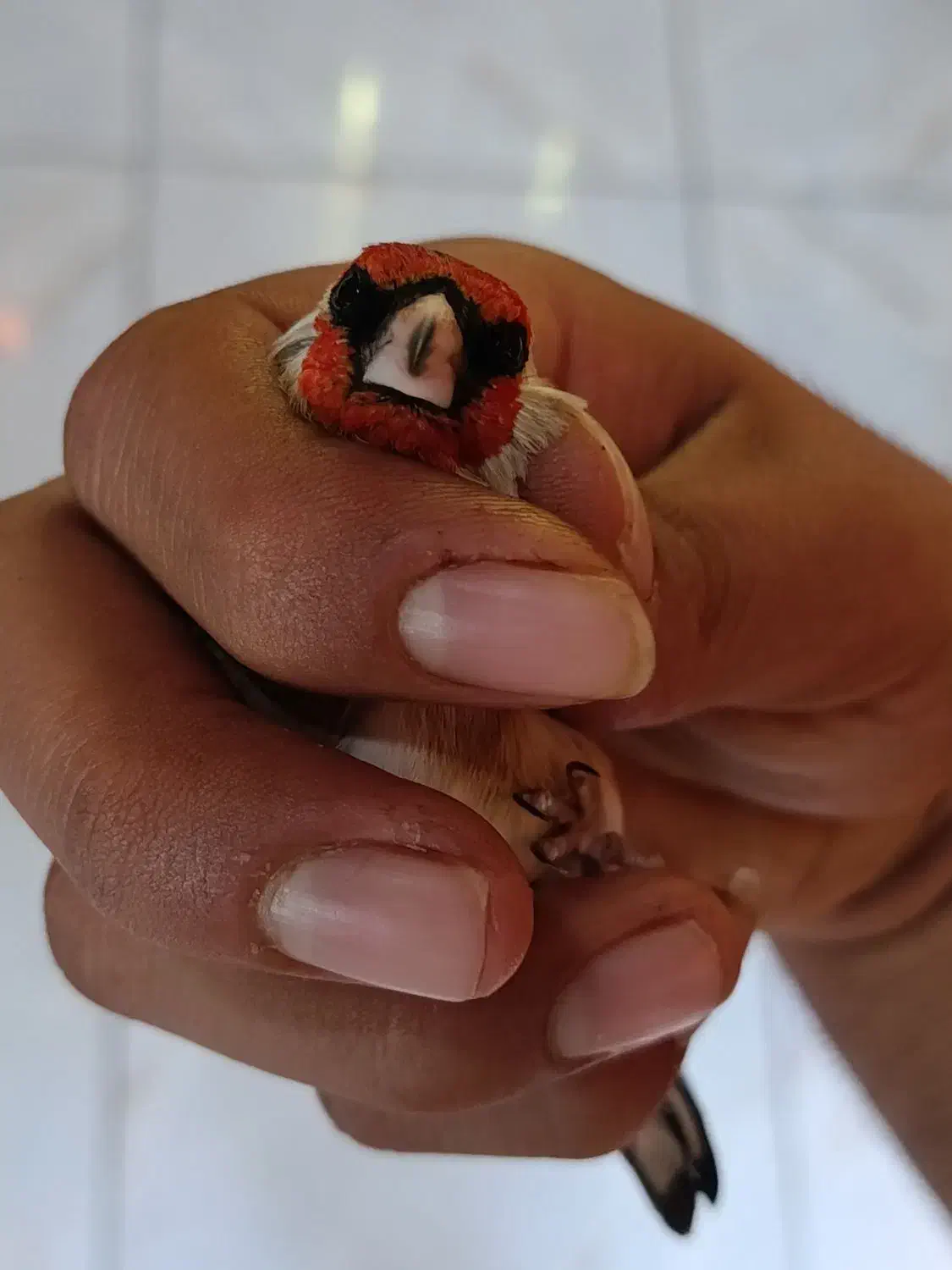 سهره نر|پرنده|قرچک, باقرآباد|دیوار