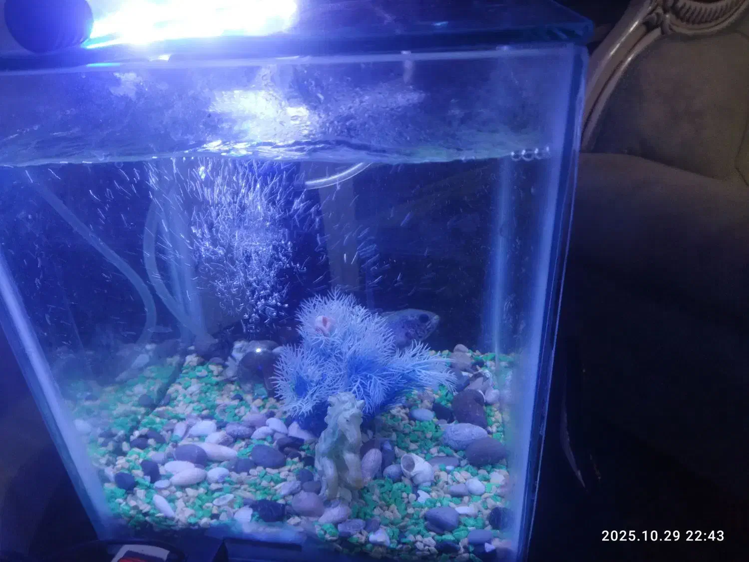 آکواریوم سالم با در فروش فوری 28 در28 بدون لوازم|ماهی|قائن, |دیوار