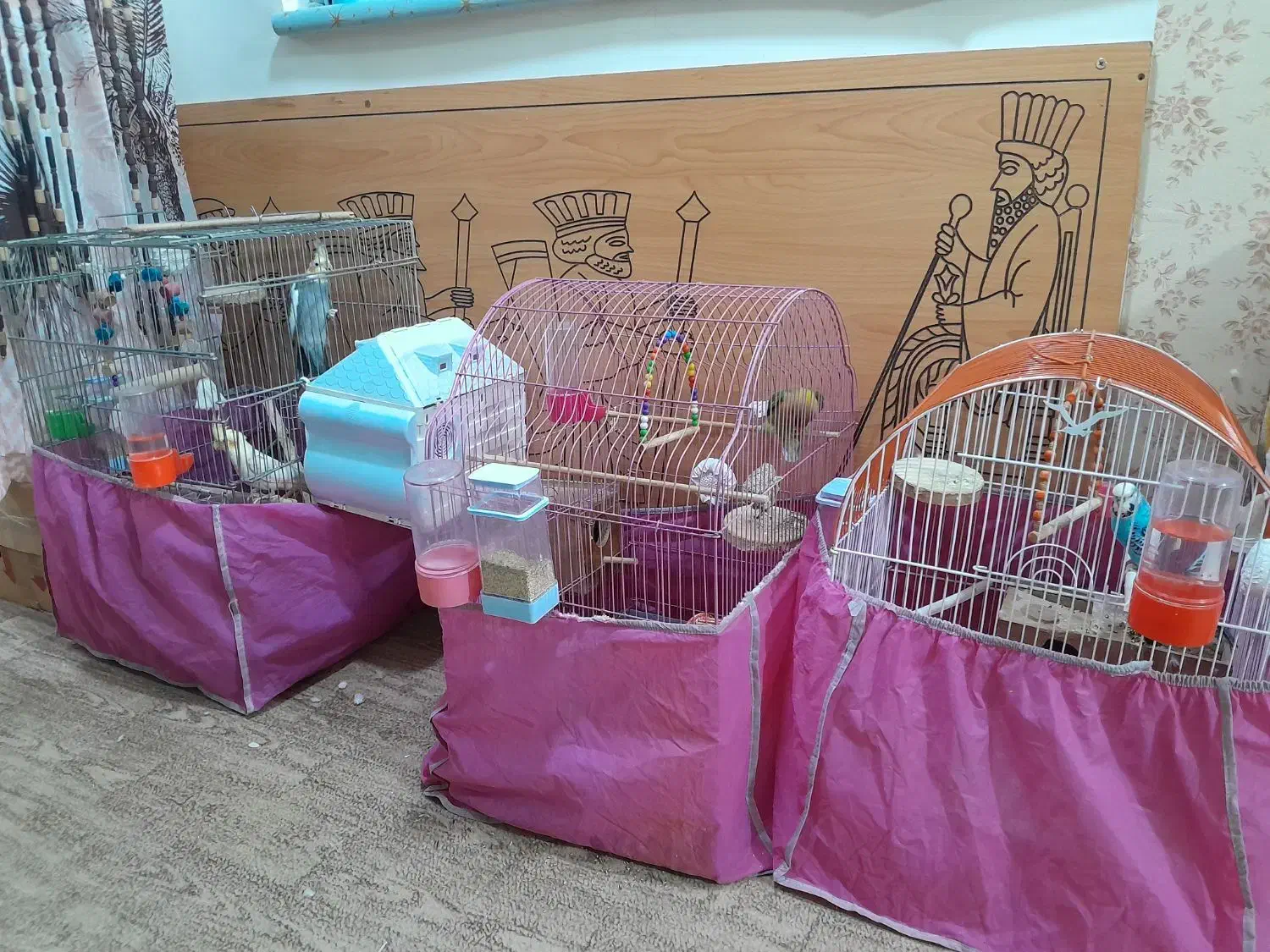 عروس هلندی|پرنده|اصفهان, فرودگاه شهید بهشتی|دیوار