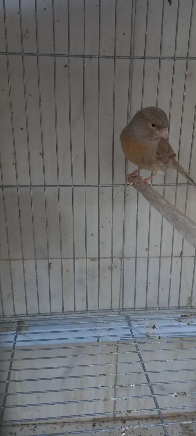 قناری نقره ای|پرنده|یزد, |دیوار