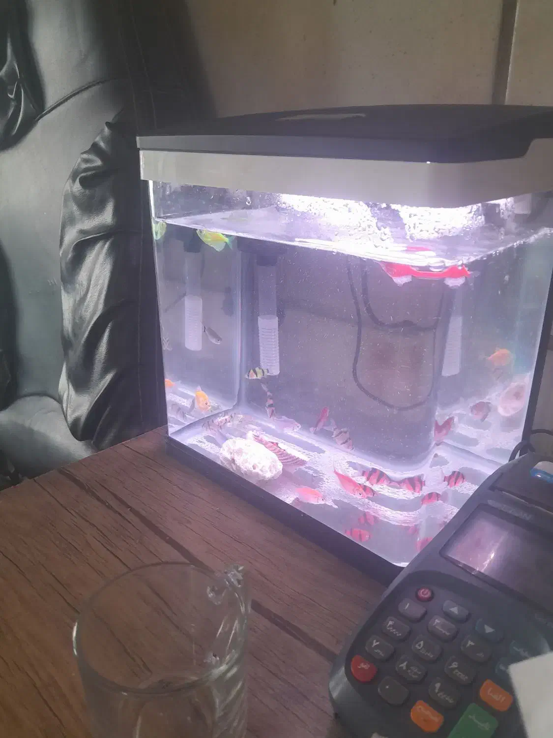 فروش فوری اکواریم با ماهی|ماهی|عسلویه, |دیوار