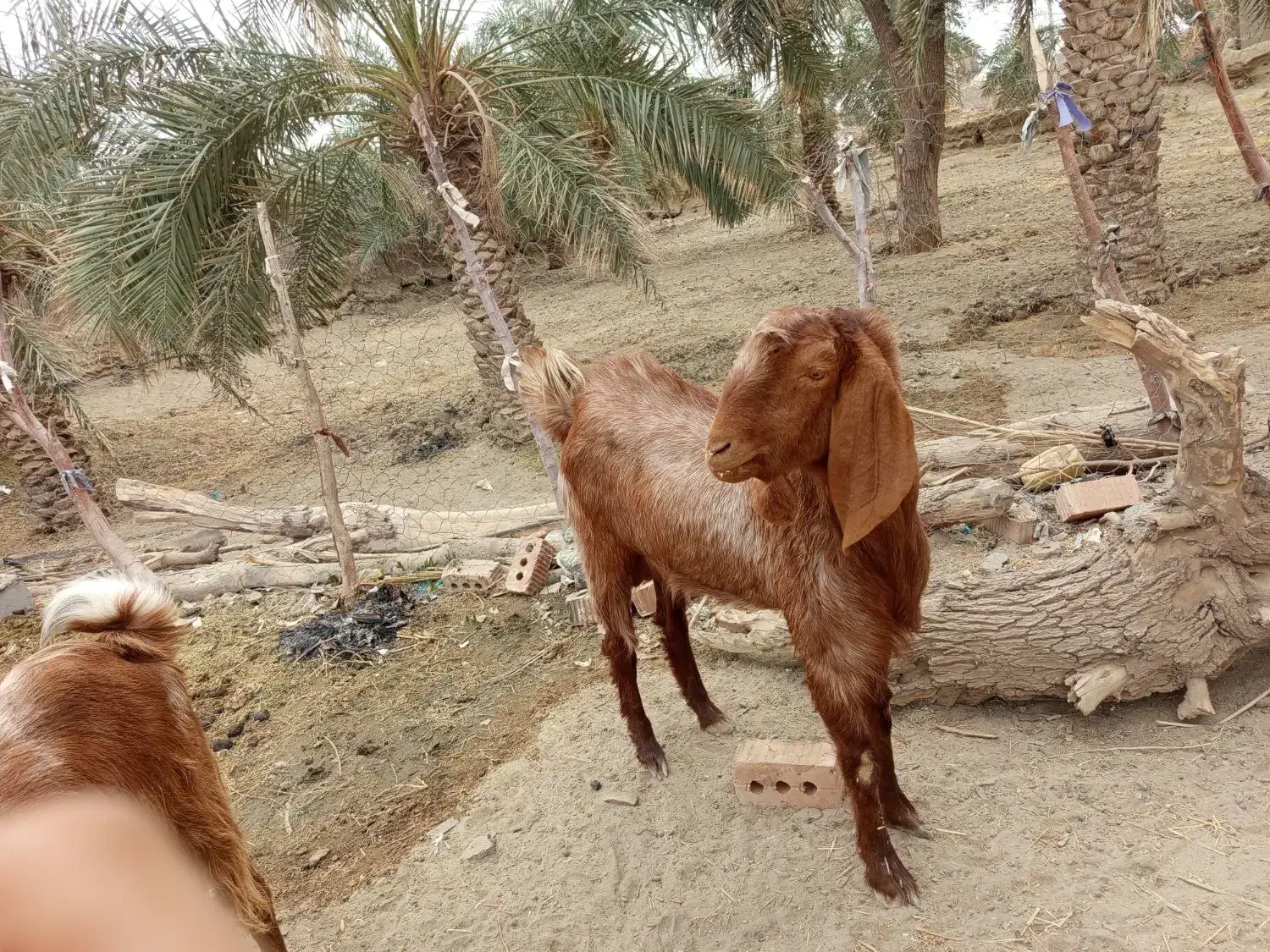 پیشکاباد|حیوانات مزرعه|کلاتان, |دیوار