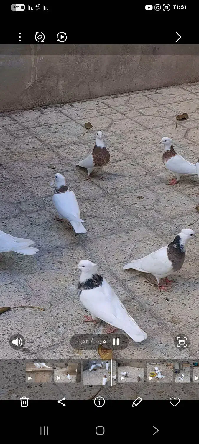 طوقی نسل قدیم تویسرکان|پرنده|فردیس, شهرک وحدت|دیوار