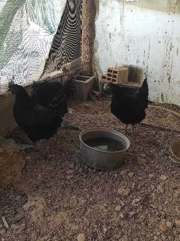 بارو ایام سمانی|حراج|جهرم, |دیوار