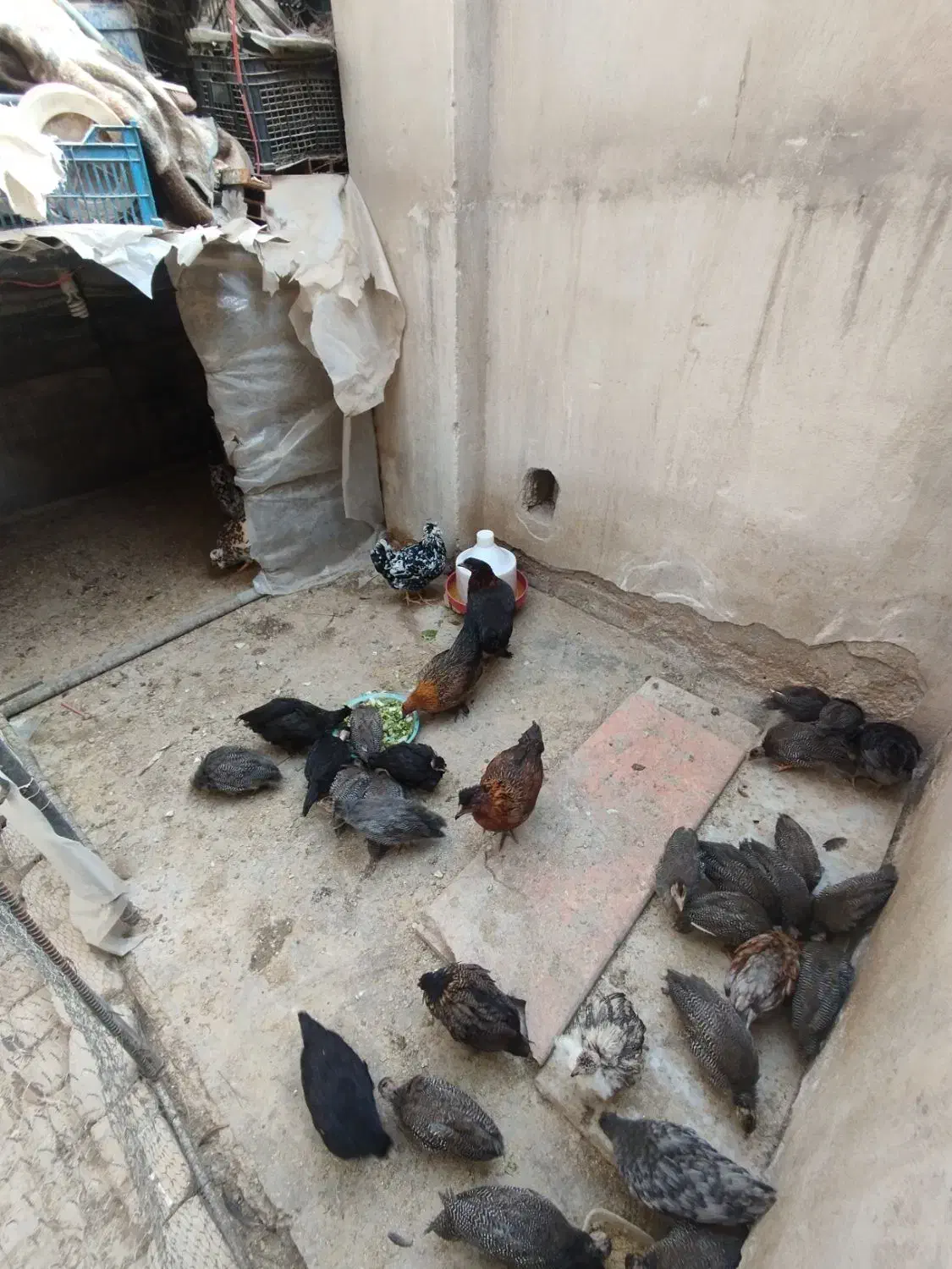 مرغ شاخدار مرغ گلین جوجه محلی|حیوانات مزرعه|هشتگرد, شهرک راه آهن|دیوار