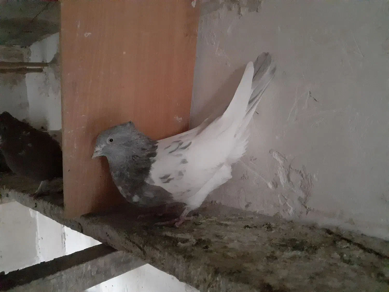 کله سیمانی|پرنده|شیروان (خراسان), |دیوار