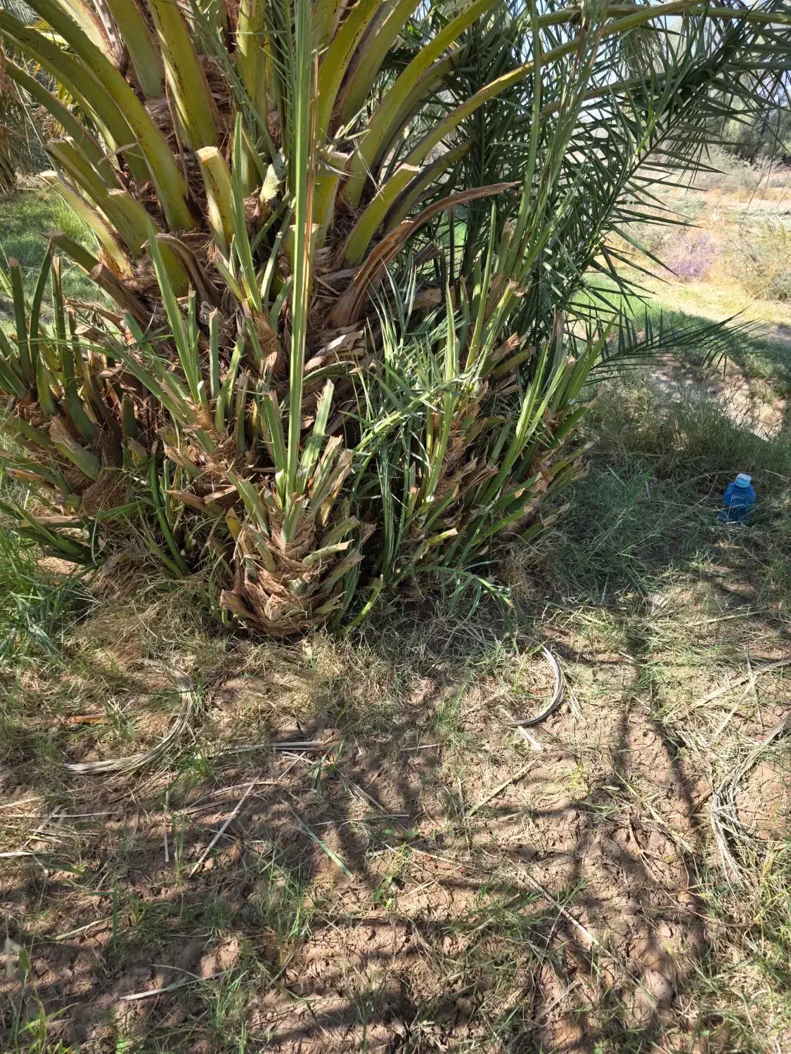 جنگ پاجوش|گل و گیاه طبیعی|ریگان, |دیوار