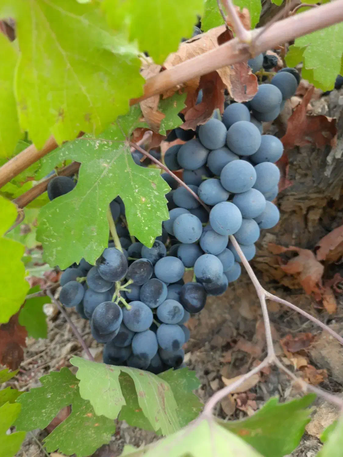 نهال انگور شرابی سردشت|گل و گیاه طبیعی|شیراز, جمال آباد|دیوار