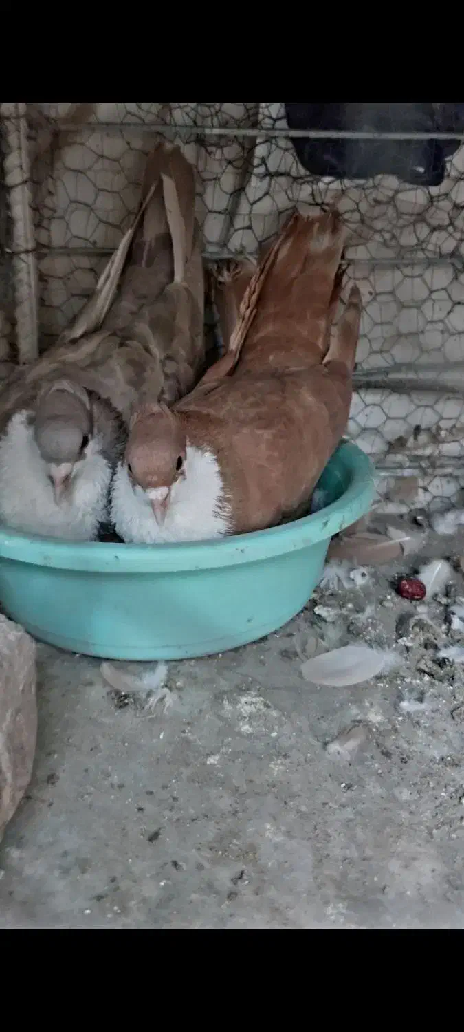 جفت کفتر ریش کاکلی زرد و شکلاتی و لمویی و سیاه|پرنده|بیرجند, |دیوار