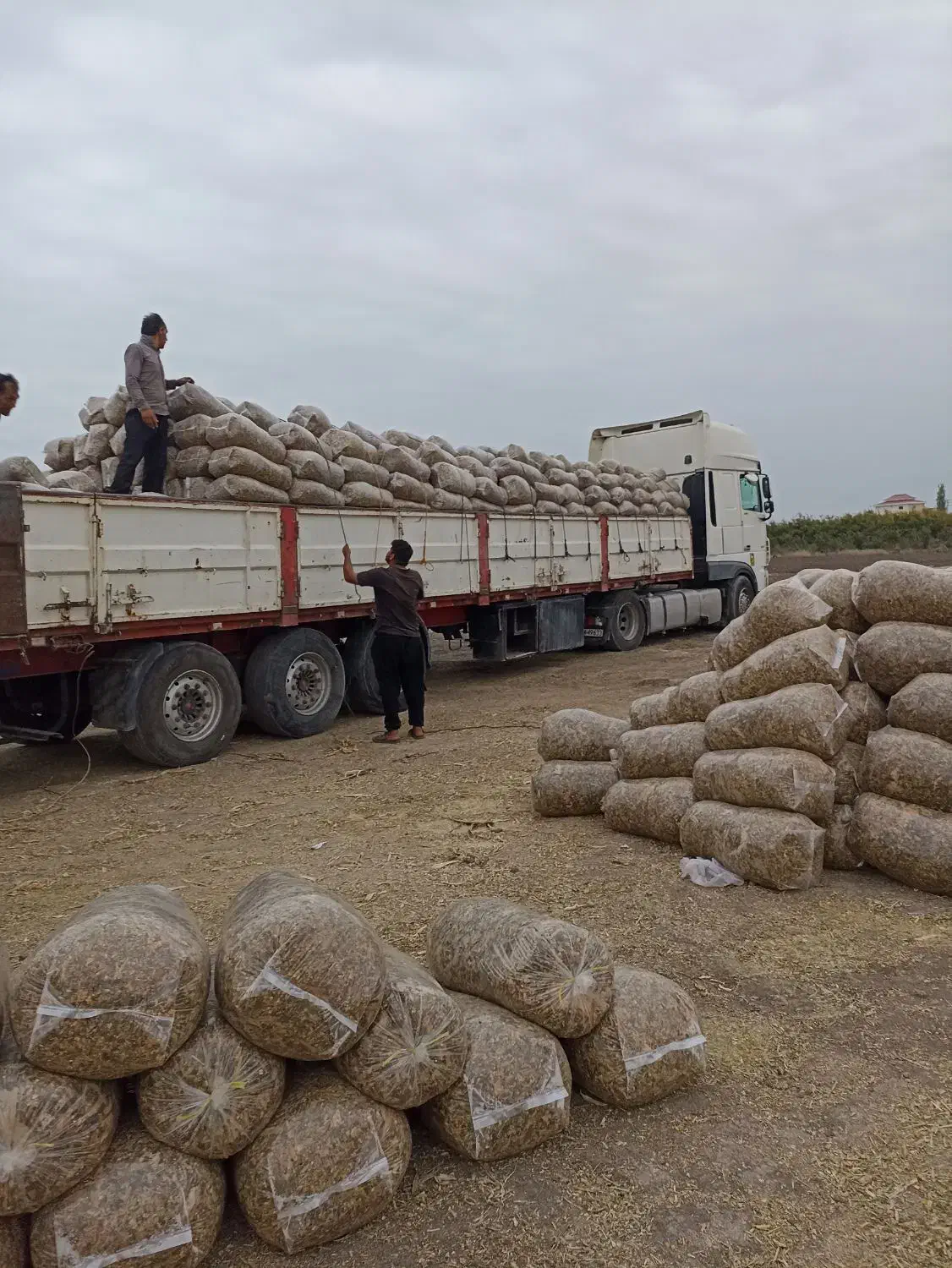 خرید و فروش ذرت علوفه ای و بسته بندی به قیمت مناسب|حیوانات مزرعه|فاضل آباد, |دیوار