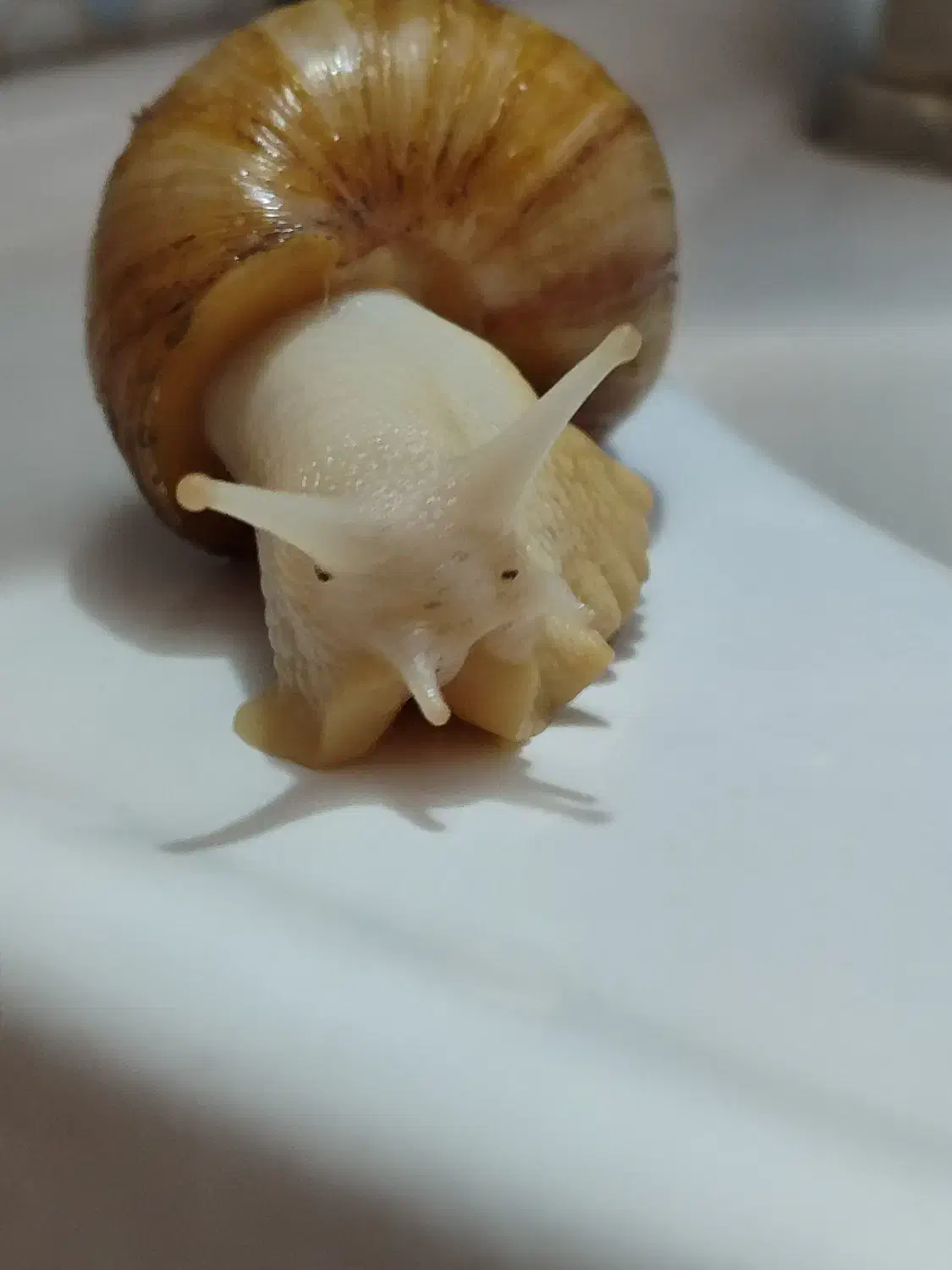 فروش حلزون آچاتینا|خزنده|شهرضا, |دیوار