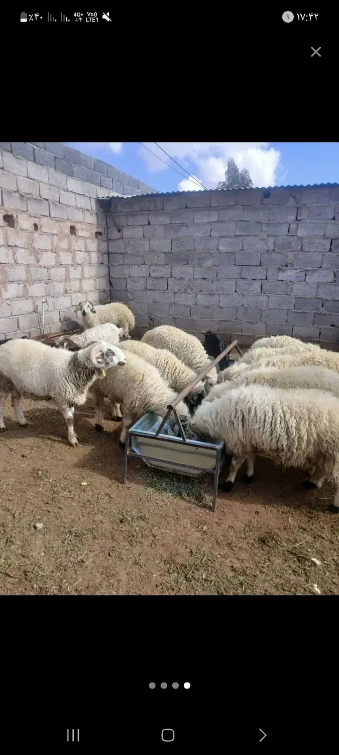 بره فروشی|حیوانات مزرعه|چترود, |دیوار