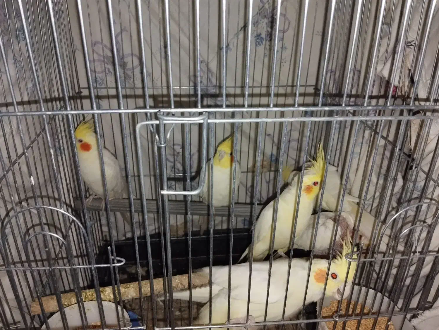 عروس هلندی مولد|پرنده|مهران (ایلام), |دیوار