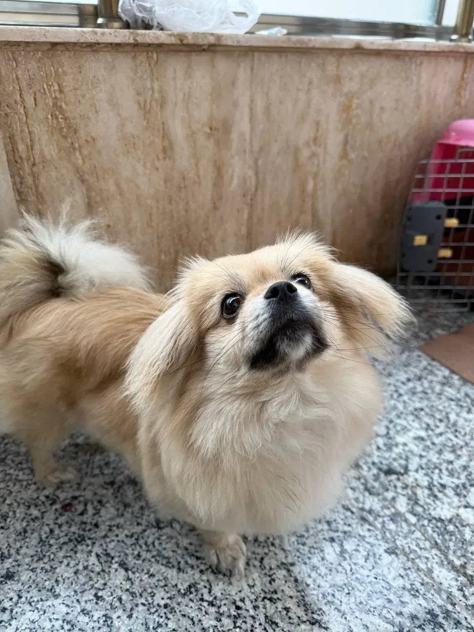 پیکینز اشپیتز|سگ|اردبیل, |دیوار