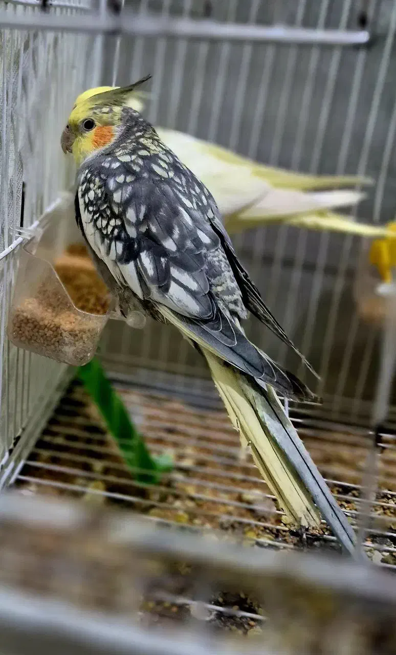 ۱عدد گلباقالی خوشکل نر بالغ دستی درشت و سالم|پرنده|خان ببین, |دیوار