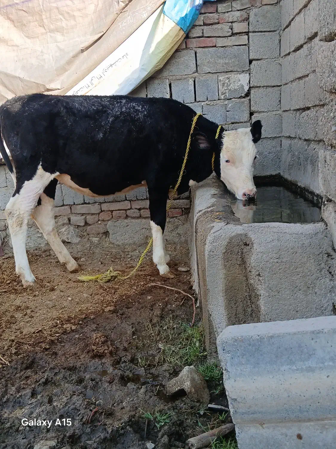 کوساله سیمیتال|حیوانات مزرعه|محمدبار, |دیوار