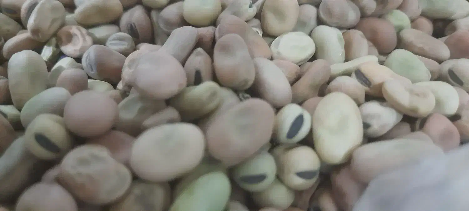 باقالی|خوردنی و آشامیدنی|نیشابور, هفده شهریور|دیوار