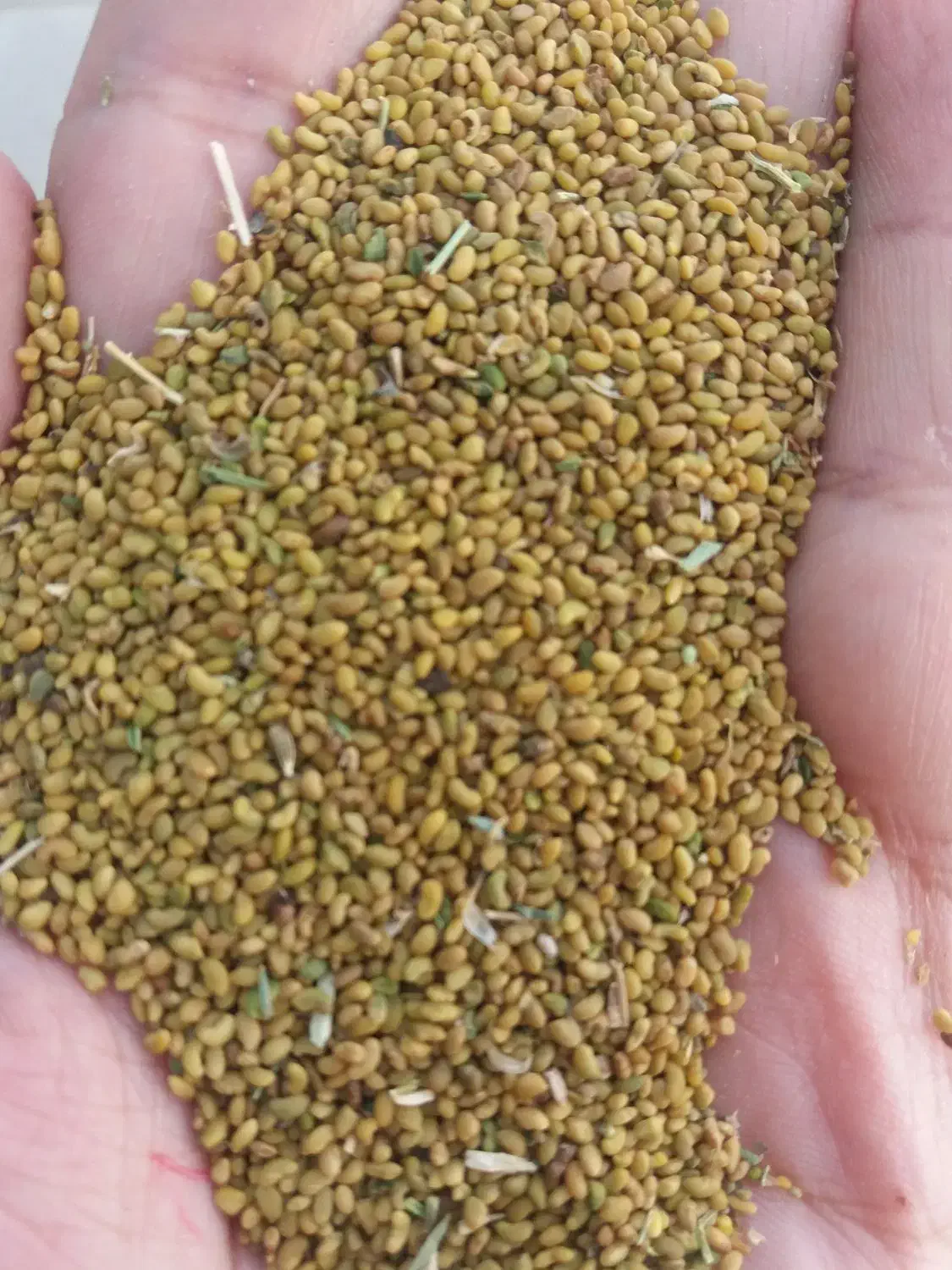 بذریونجه|لوازم جانبی حیوانات|شیروان (خراسان), |دیوار