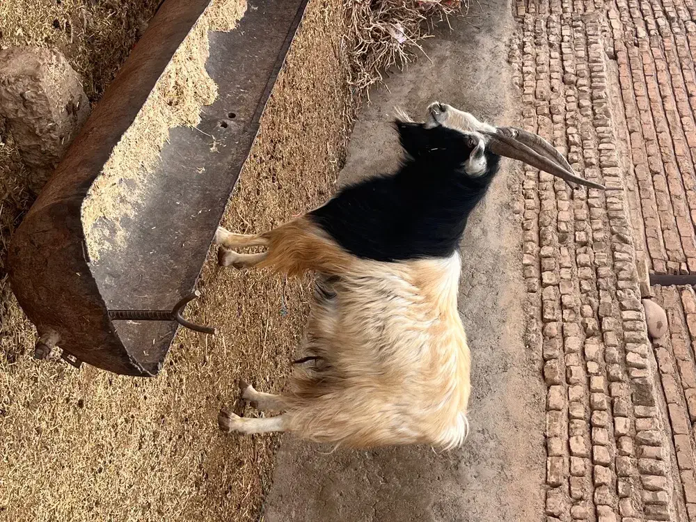 نربز چاق|حیوانات مزرعه|پیشوا, |دیوار