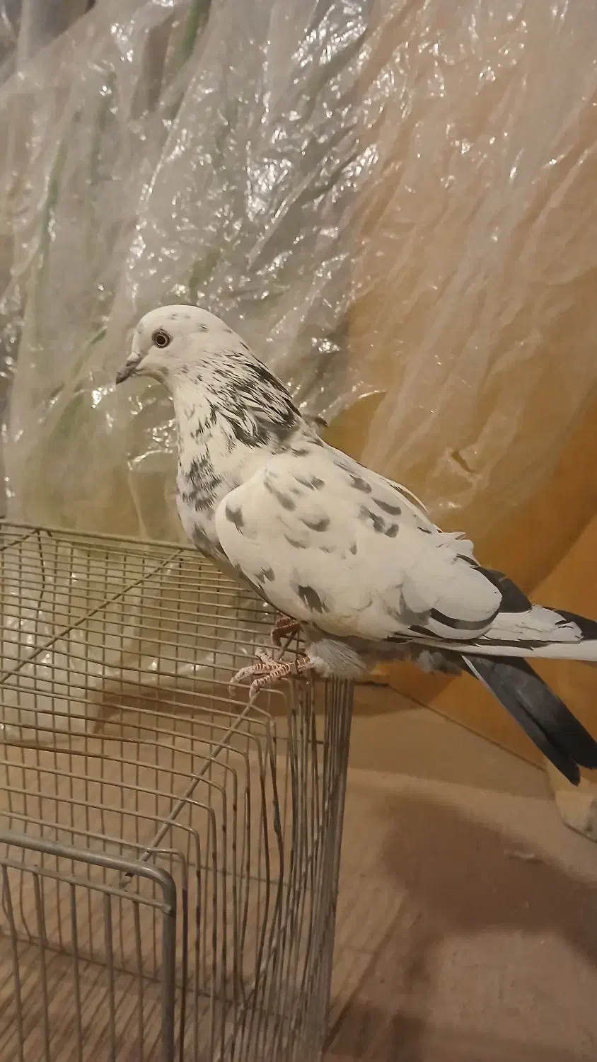 کبوتر پرشی سوسکی ساعتی|پرنده|شاهینشهر, گزبرخوار|دیوار