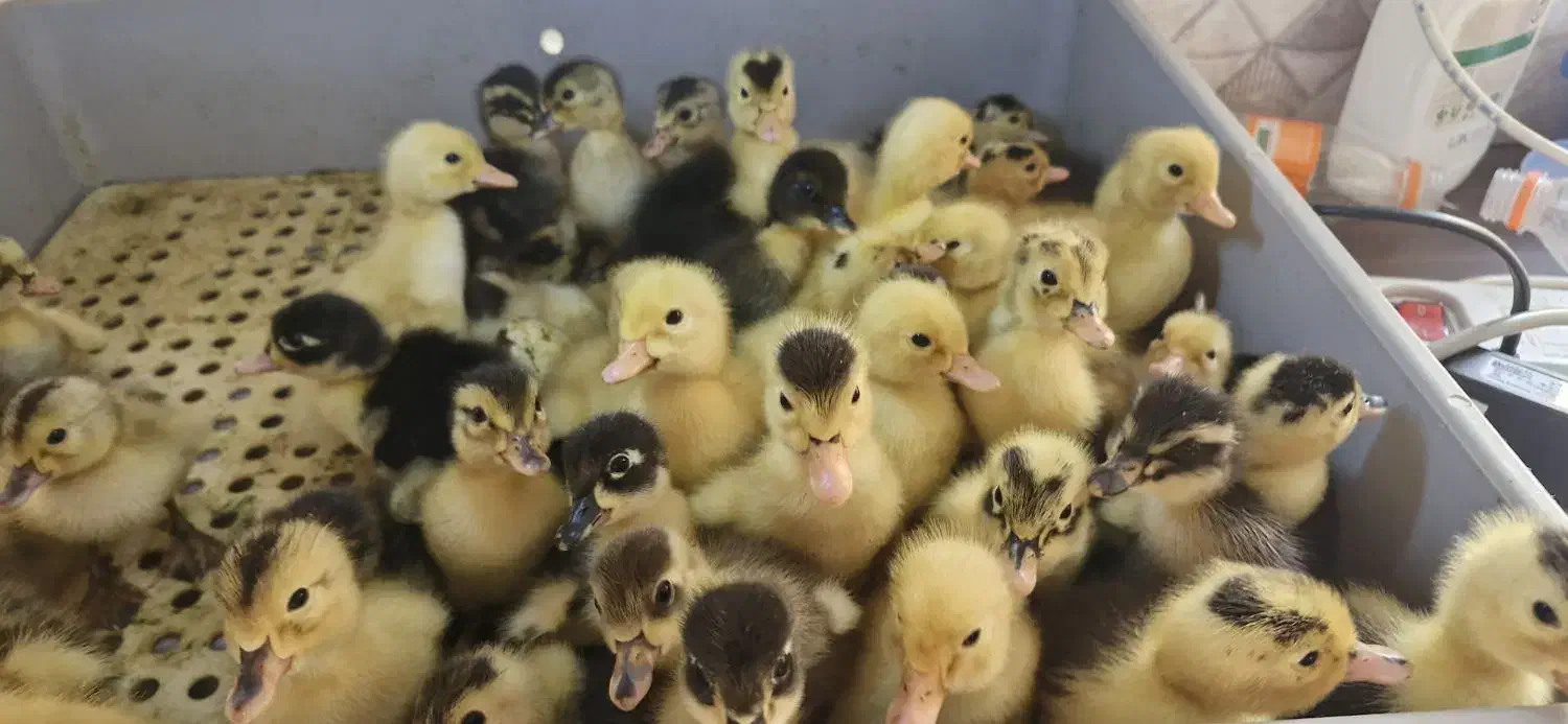 جوجه اردک  محلی  و جوجه مرغ|حیوانات مزرعه|رشت, باهنر|دیوار