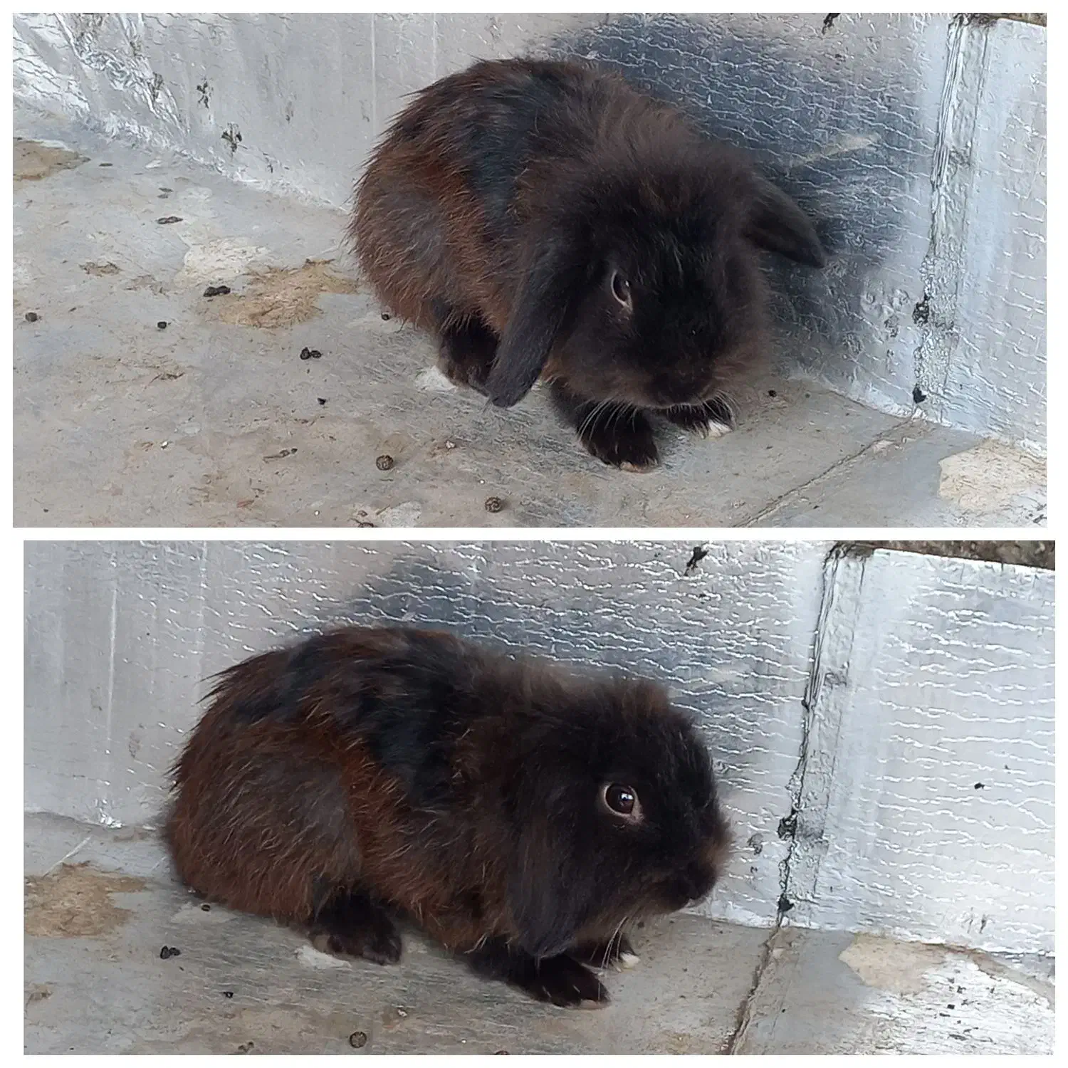 فروش انواع خرگوش ها|موش و خرگوش|لنگرود, |دیوار