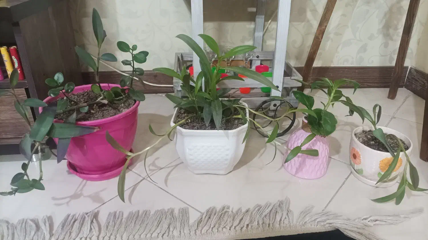 گل طبیعی|گل و گیاه طبیعی|گلبهار, شهر جدید گلبهار|دیوار