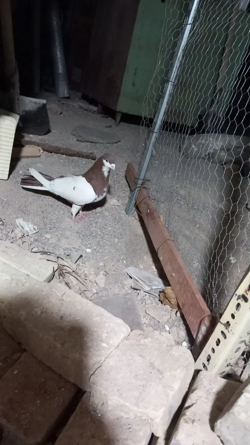 ‌کفتر رنگی چپ دم|پرنده|یزد, |دیوار