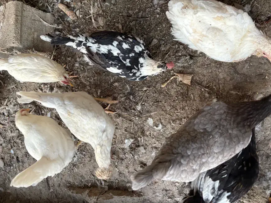 مرغ گلین|حیوانات مزرعه|کرج, شهرک نهال و بذر|دیوار