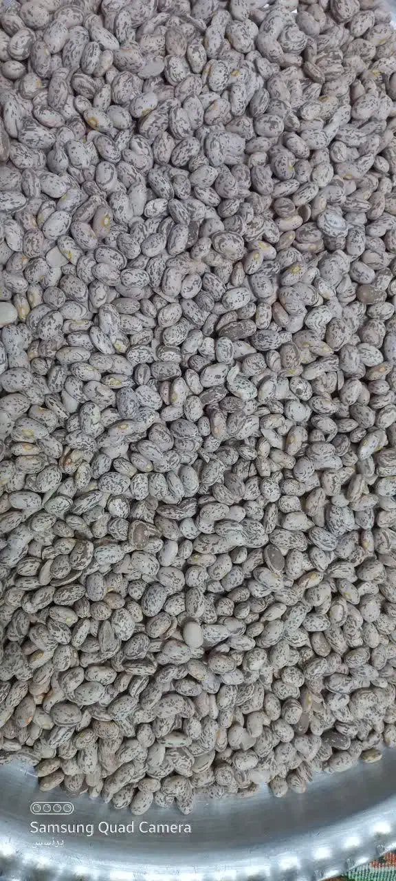 لوبیا چیتی|خوردنی و آشامیدنی|معمولان, |دیوار