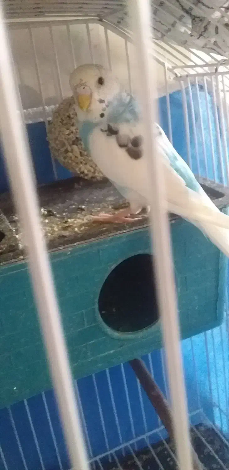 مرغ عشق|پرنده|ایلام, |دیوار