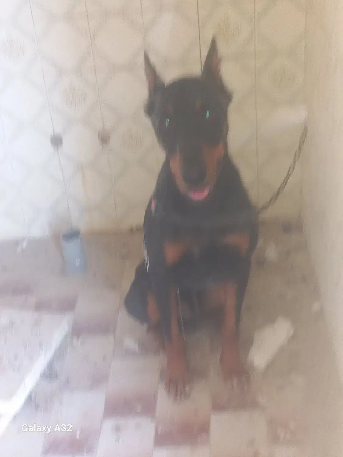 سگ گمشده|حیوانات|بندر امام خمینی, |دیوار