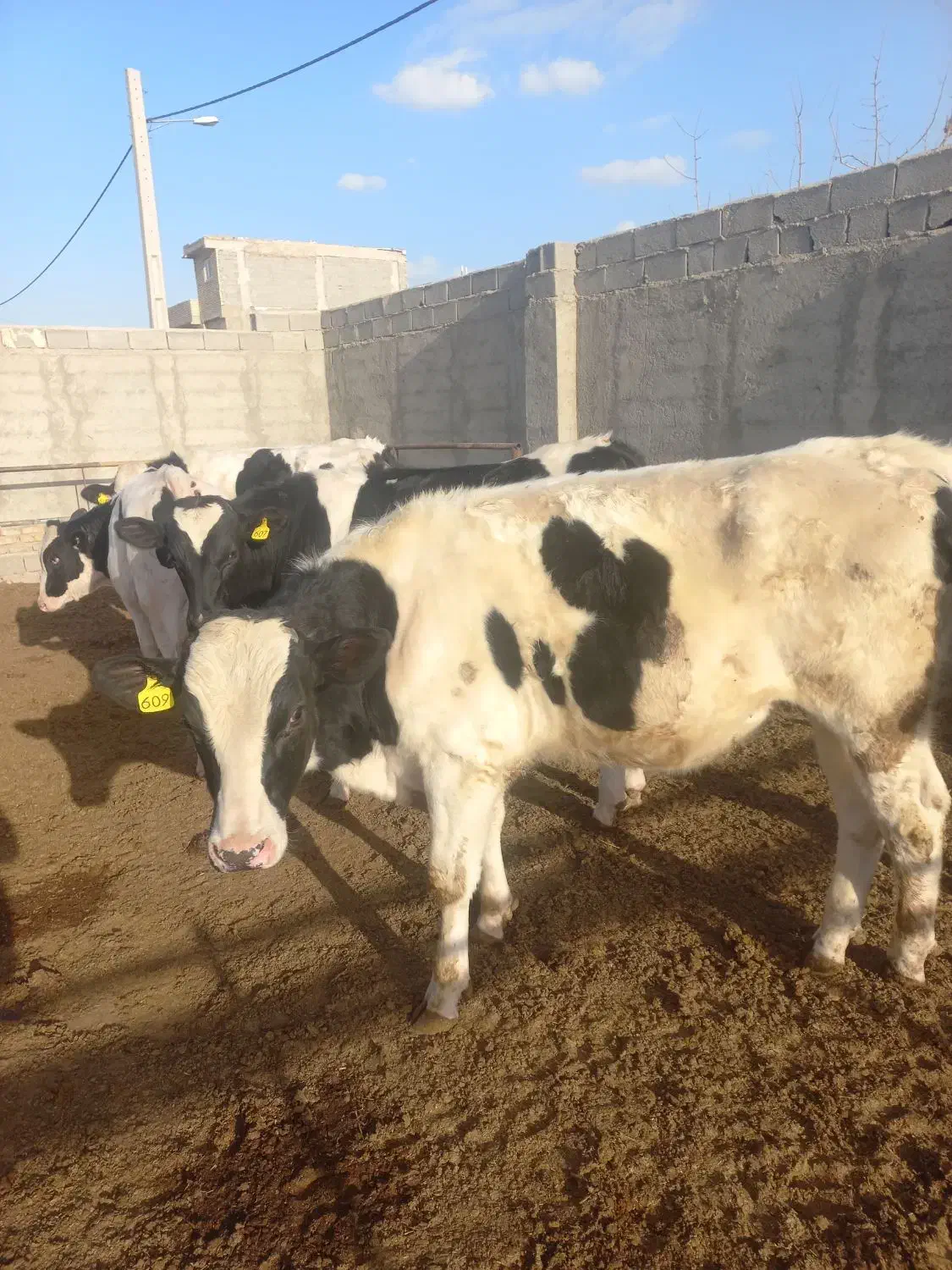 گوساله نر|حیوانات مزرعه|ماهدشت, |دیوار